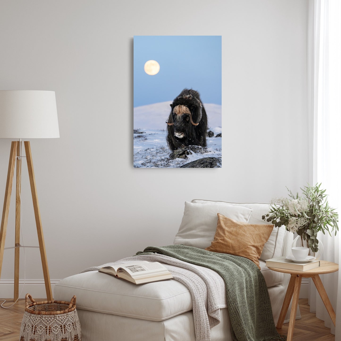 Moskusokse og fullmånen