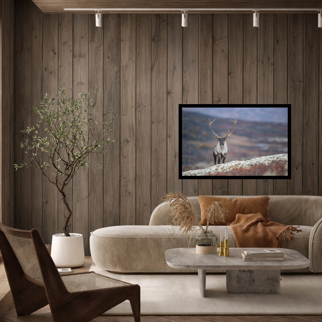 Øyekontakt med bukken