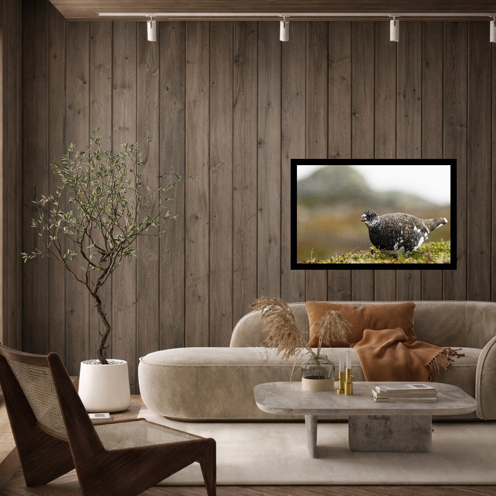 Beitende fjellrypestegg