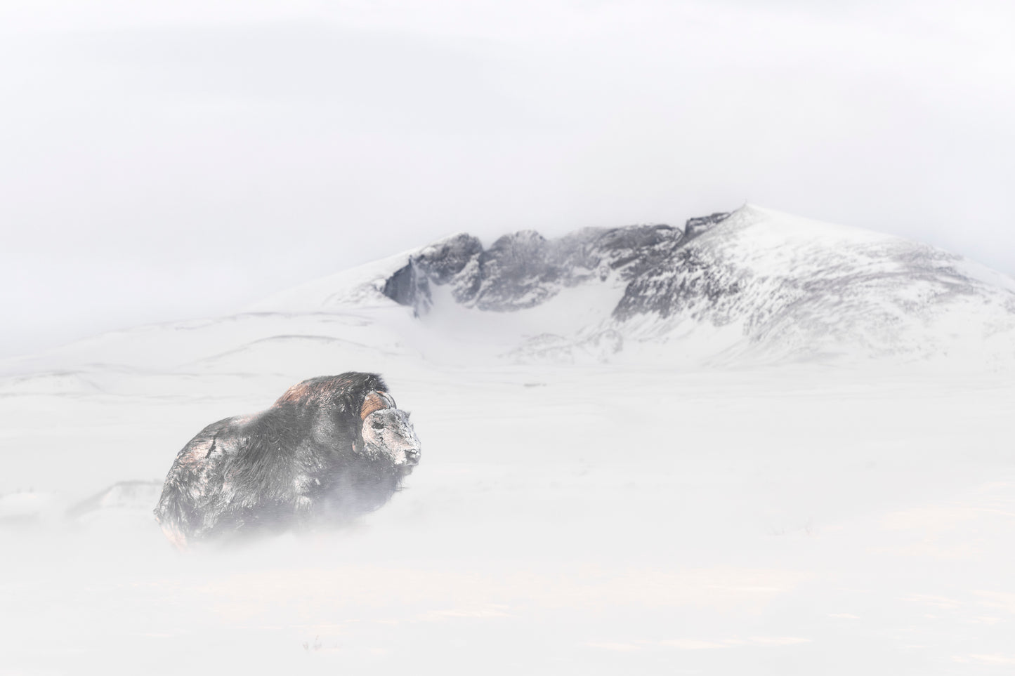 Moskusokse og Snøhetta i snøstorm