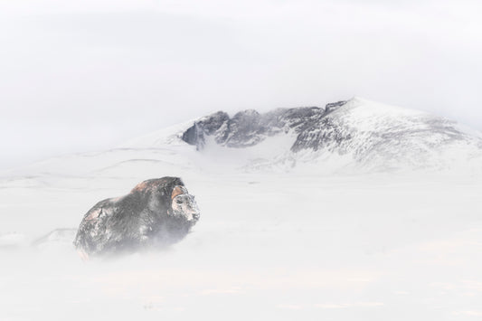 Moskusokse og Snøhetta i snøstorm