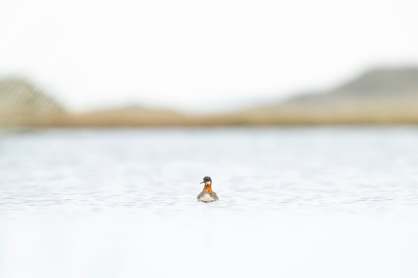 Svømmesnipe i miljø