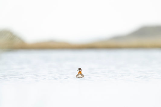 Svømmesnipe i miljø
