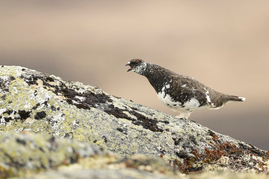 Våryr fjellrypestegg