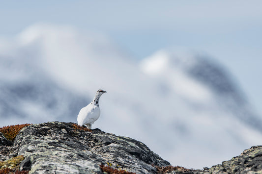 Fjellrype i fjellandskap
