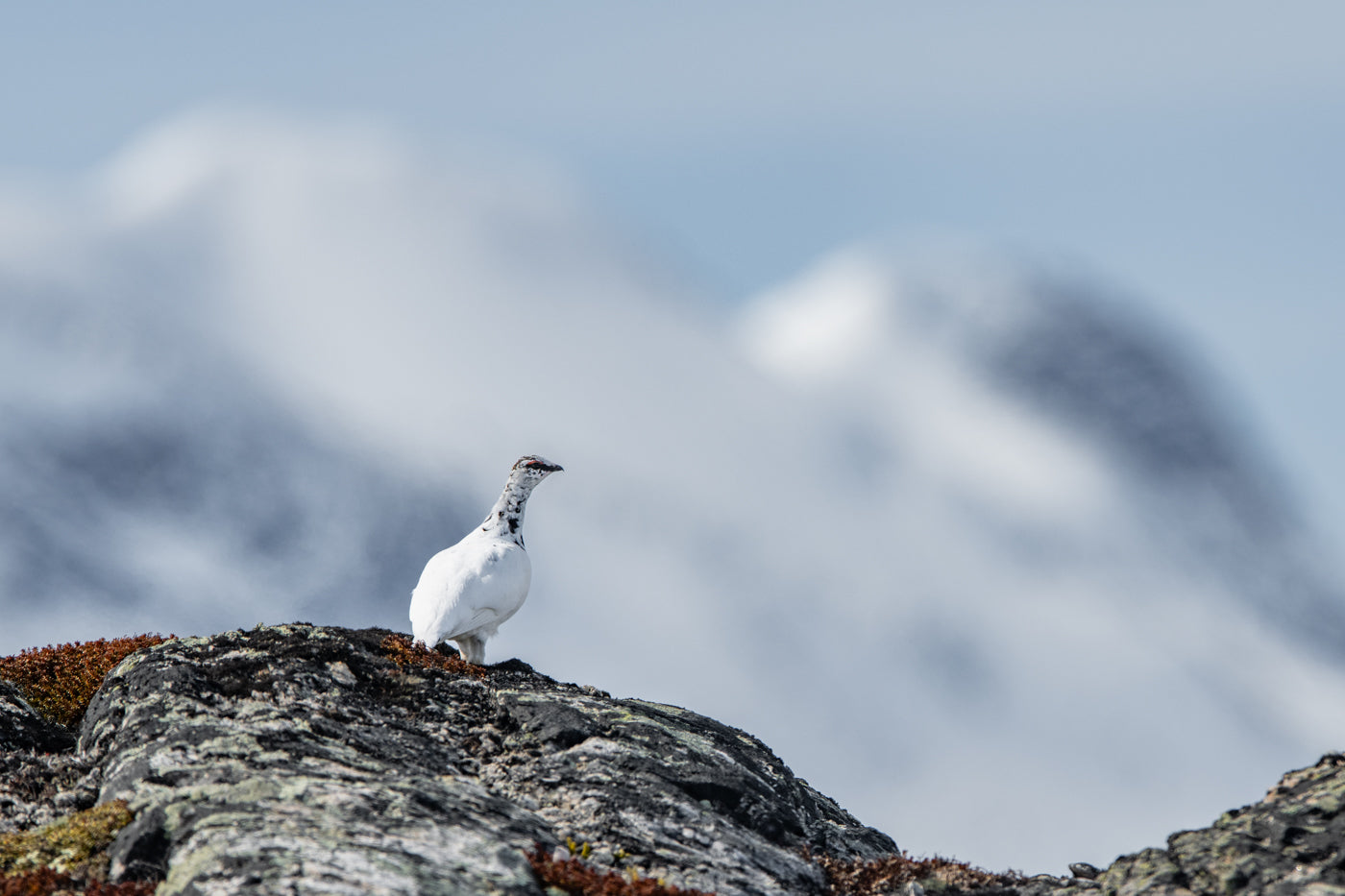 Fjellrype i fjellandskap