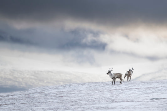 Forsmak på vinteren