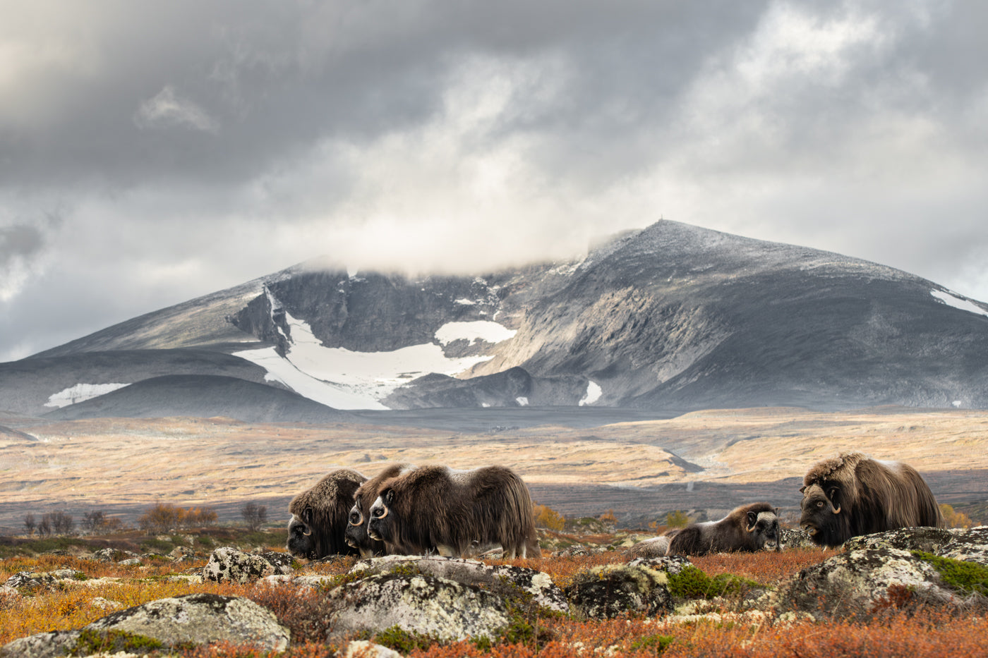 Høst på Dovrefjell