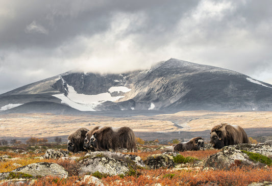 Høst på Dovrefjell