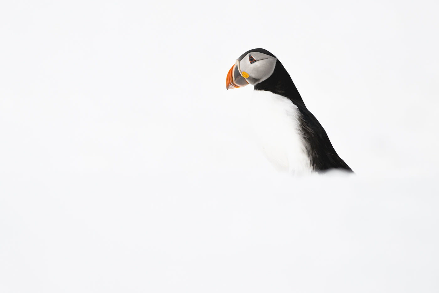 Lundefugl i snø