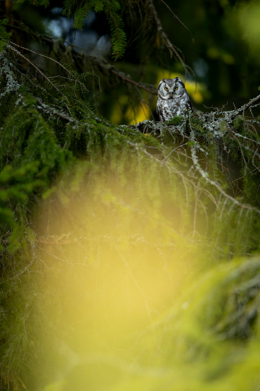 Perleugle i granskogen