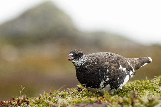Beitende fjellrypestegg