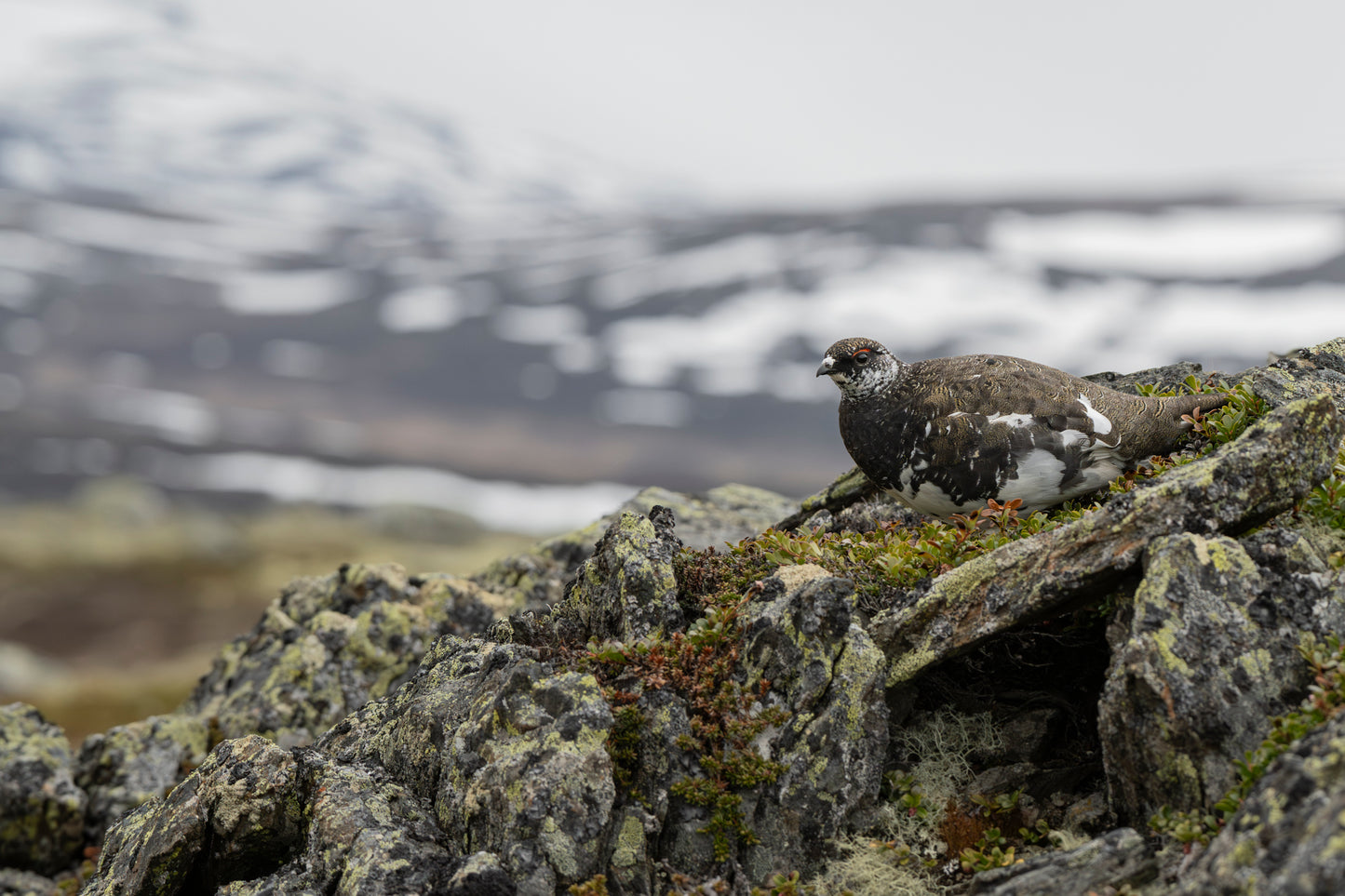Hvilende fjellrypestegg