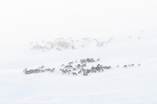 Flokken i og under tåka