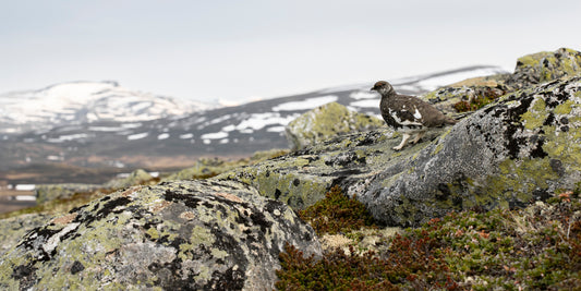 Fjellrypestegg i miljø
