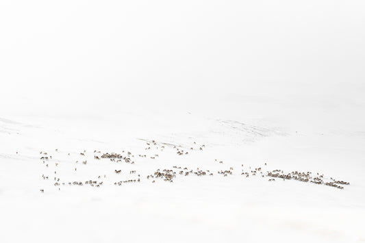 Beitende villreinflokk