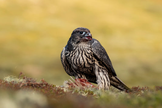 Jaktfalk med rypemiddag