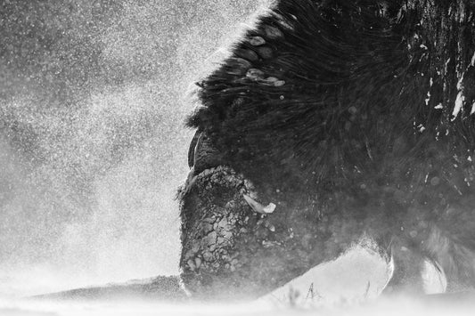 Portrett i snøstorm s/h
