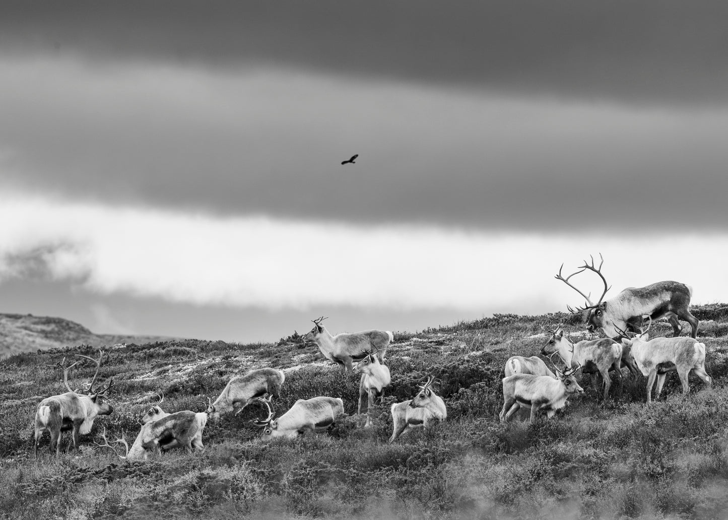 Villrein og ørna
