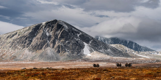 Kalver i storslått miljø