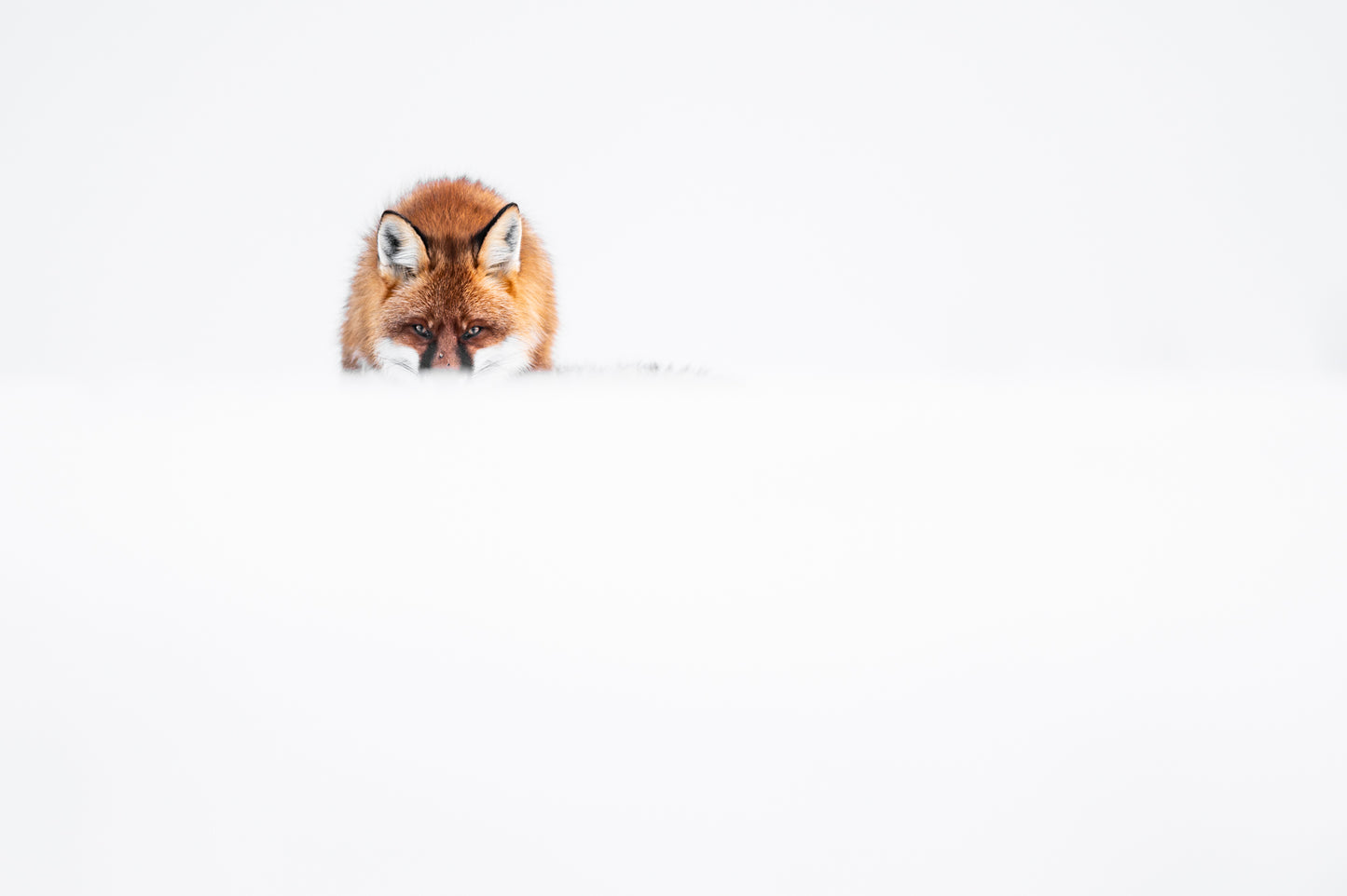 Blikket