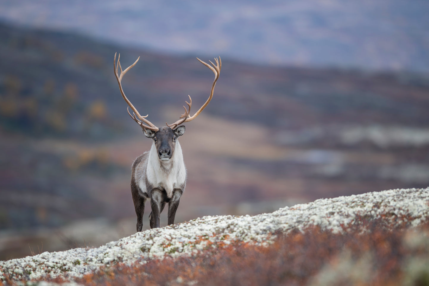 Øyekontakt med bukken