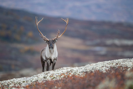 Øyekontakt med bukken