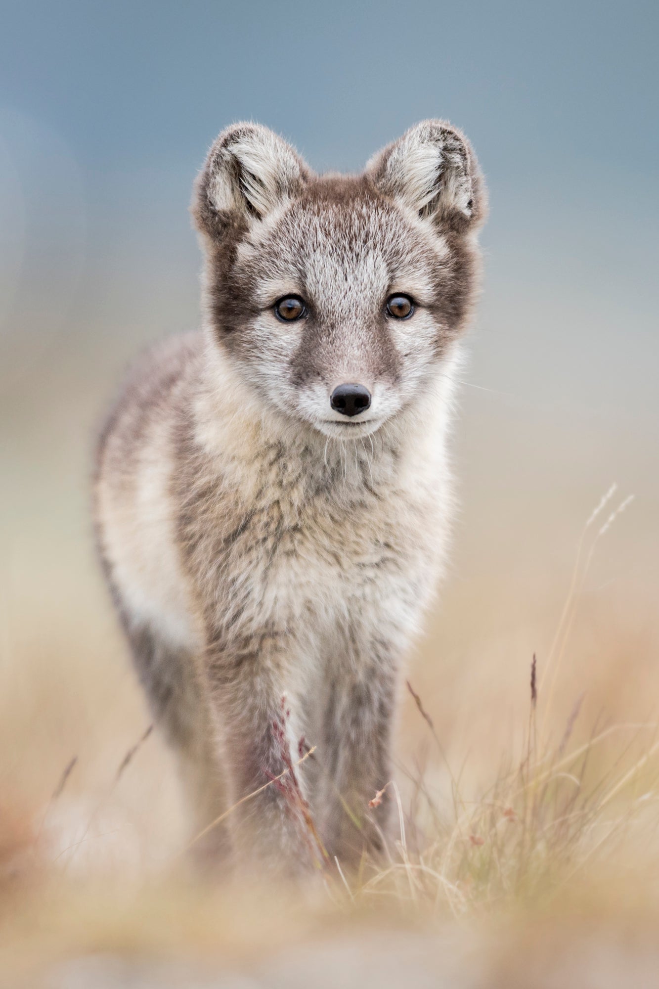 Portrett fjellrevvalp