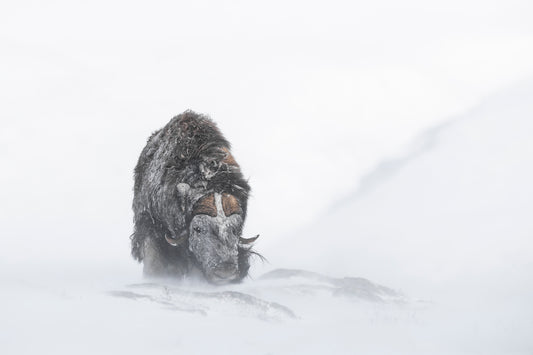 Moskusokse i vinterstorm