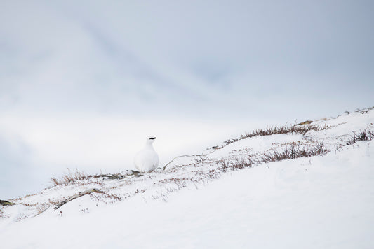Fjellrype i vintermiljø