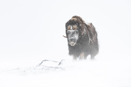 Moskusokse whiteout