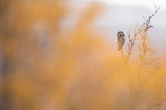 Haukugle i høstfarger