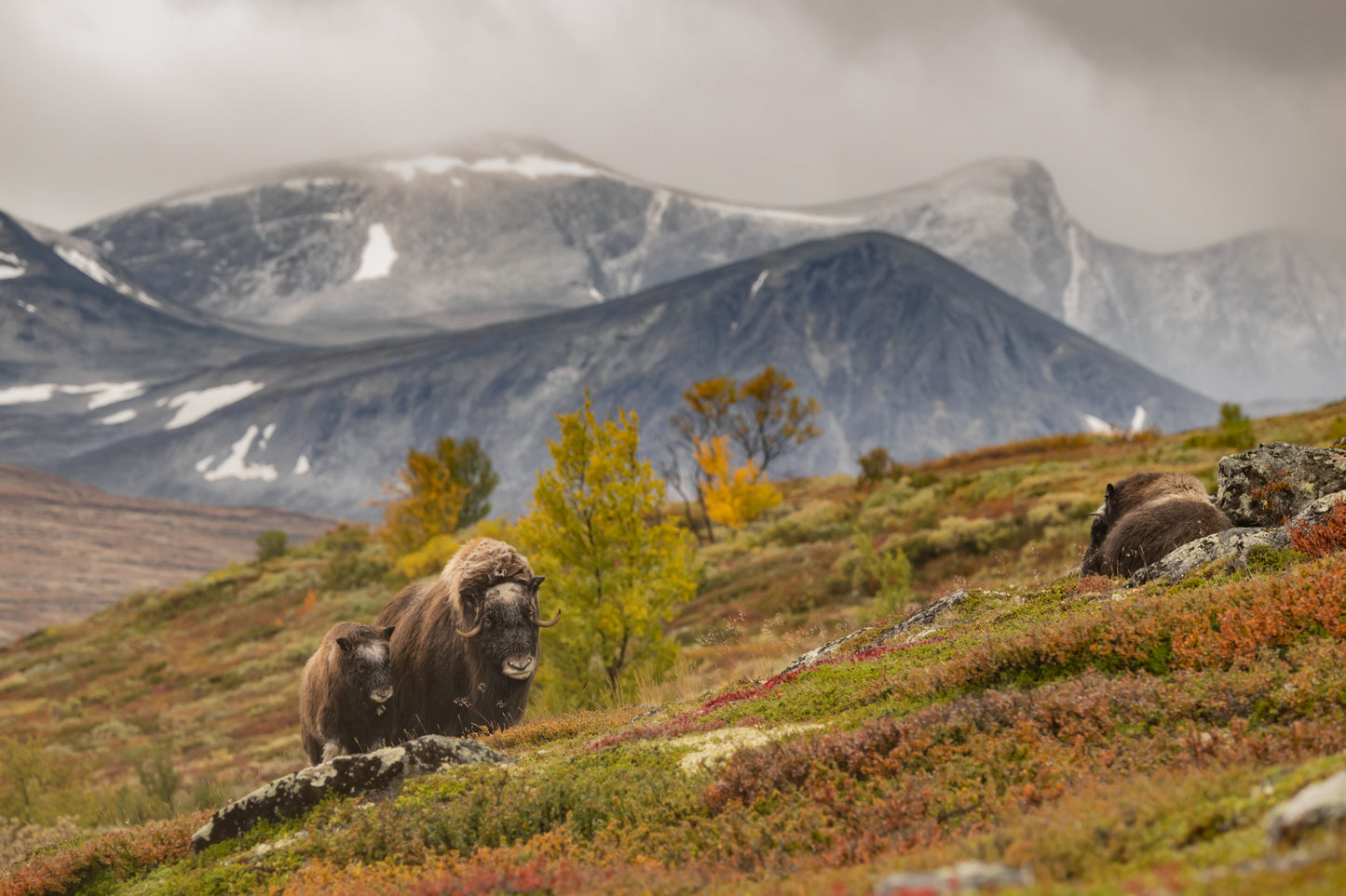 Moskus i høstmiljø