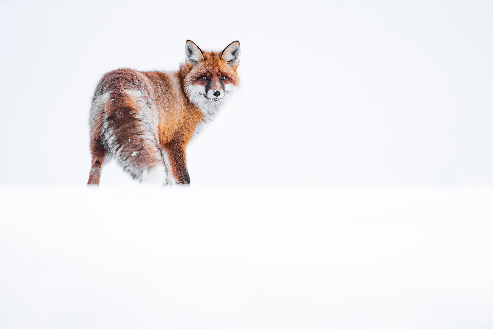 Rødreven – Thøring Naturfoto