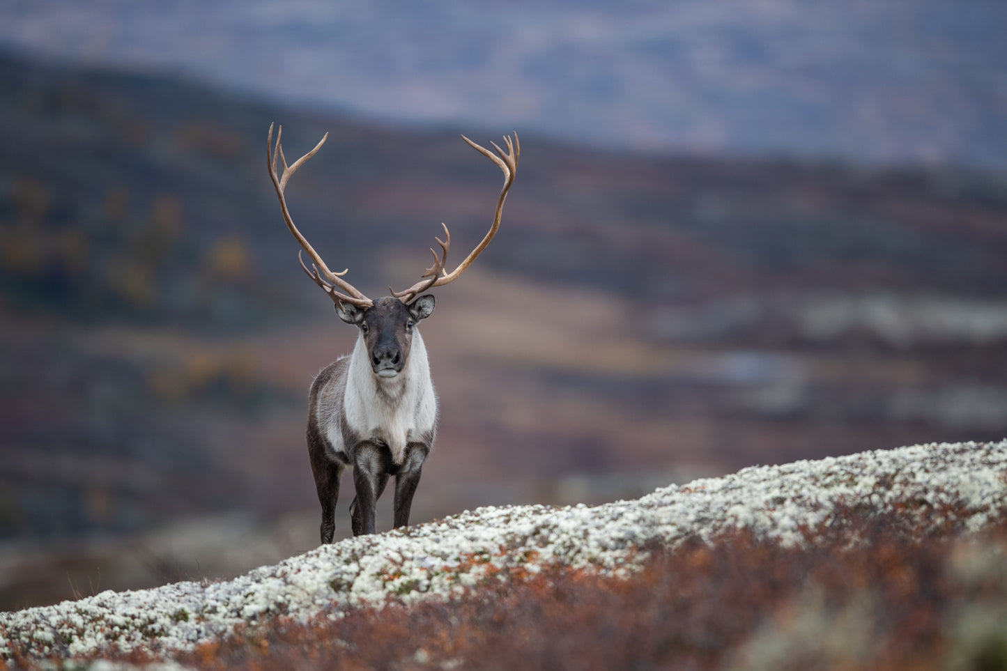 Øyekontakt med bukken