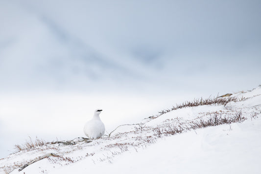 Fjellrype i vintermiljø