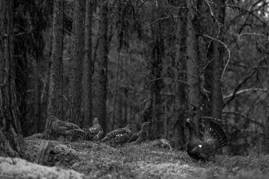 Vårstemning i gammelskogen